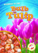 Bulb to Tulip